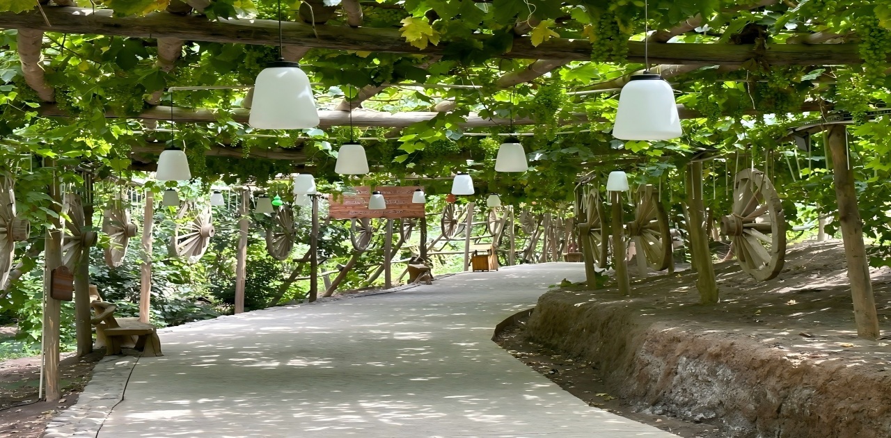 Grapes Valley